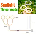 3 Head Sunlight