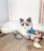 3/200pcs Rattle Cat Mouse Toys Also Prefilled Catnip Faux Fur Cat Mice Toys Interactive Cat Game Catnip Toys for Indoor Cats toy 4
