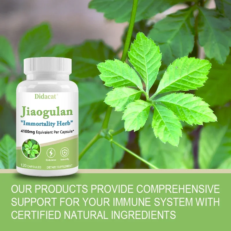 Jiaogulan Supplement Antioxidants Metabolism Mitochondrial Support