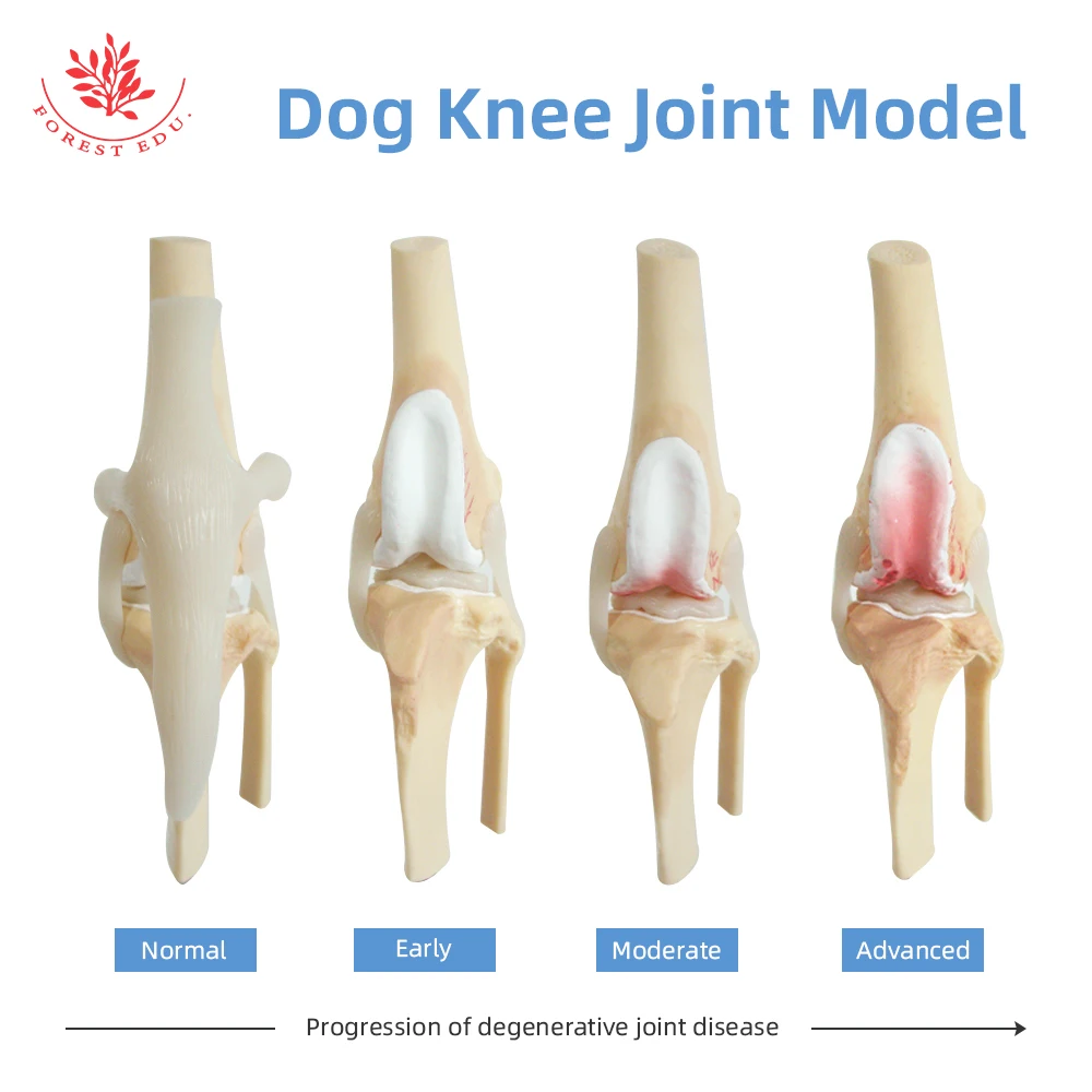 Canine Knee joint Model Dog Joint model Life Size PVC Material Medical Science Artificial Anatomic Model