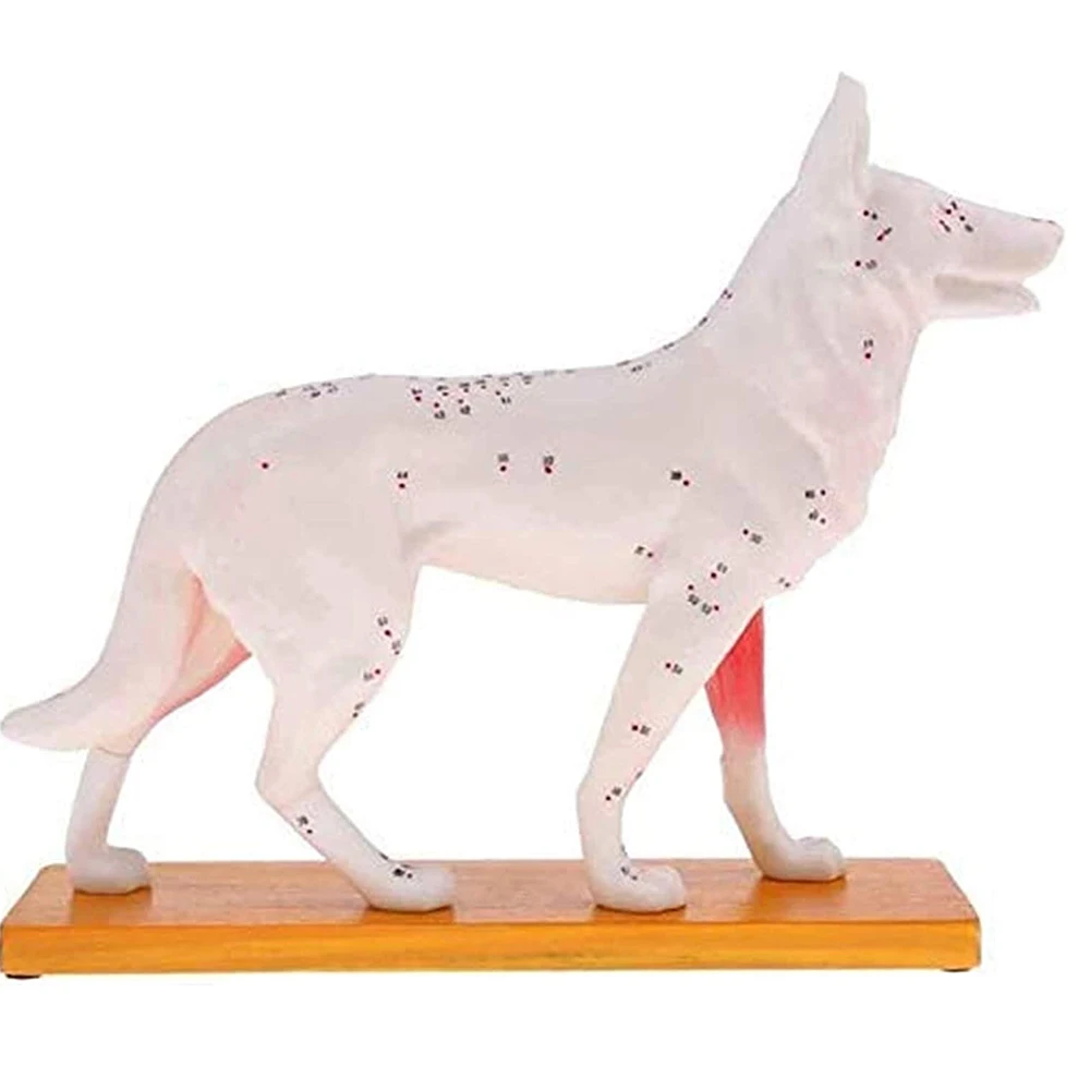 

Модель анатомической собаки, акупунктура, анатомия, акупунктура, точка, модель тела собаки с 72 точками акупунктуры, модель для обучения
