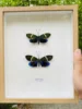 Philosamia Cynthia Walker Et Felder Real Moth Butterfly Wings Not Unfolded Specimen Home Decoration Biological Teaching Research 2