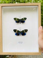 Philosamia Cynthia Walker Et Felder Real Moth Butterfly Wings Not Unfolded Specimen Home Decoration Biological Teaching Research 2