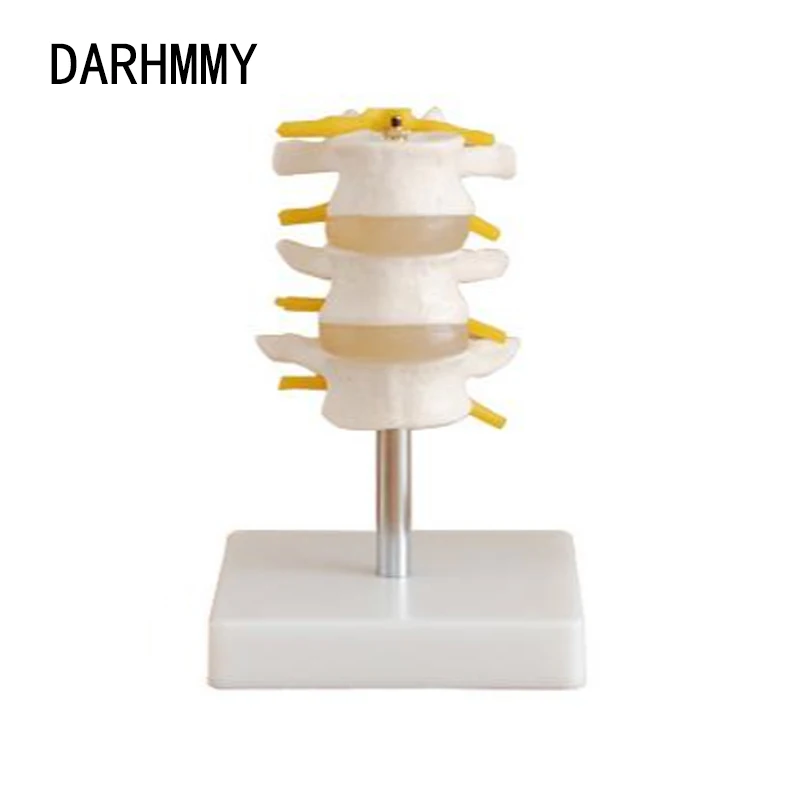 

Модель поясничного отдела позвоночника DARHMMY (раздел 3)