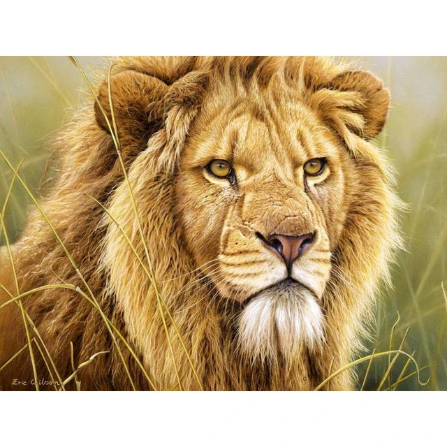 Colorful Lion - Paint by Numbers Kit for Adults DIY Oil Painting Kit on  Canvas