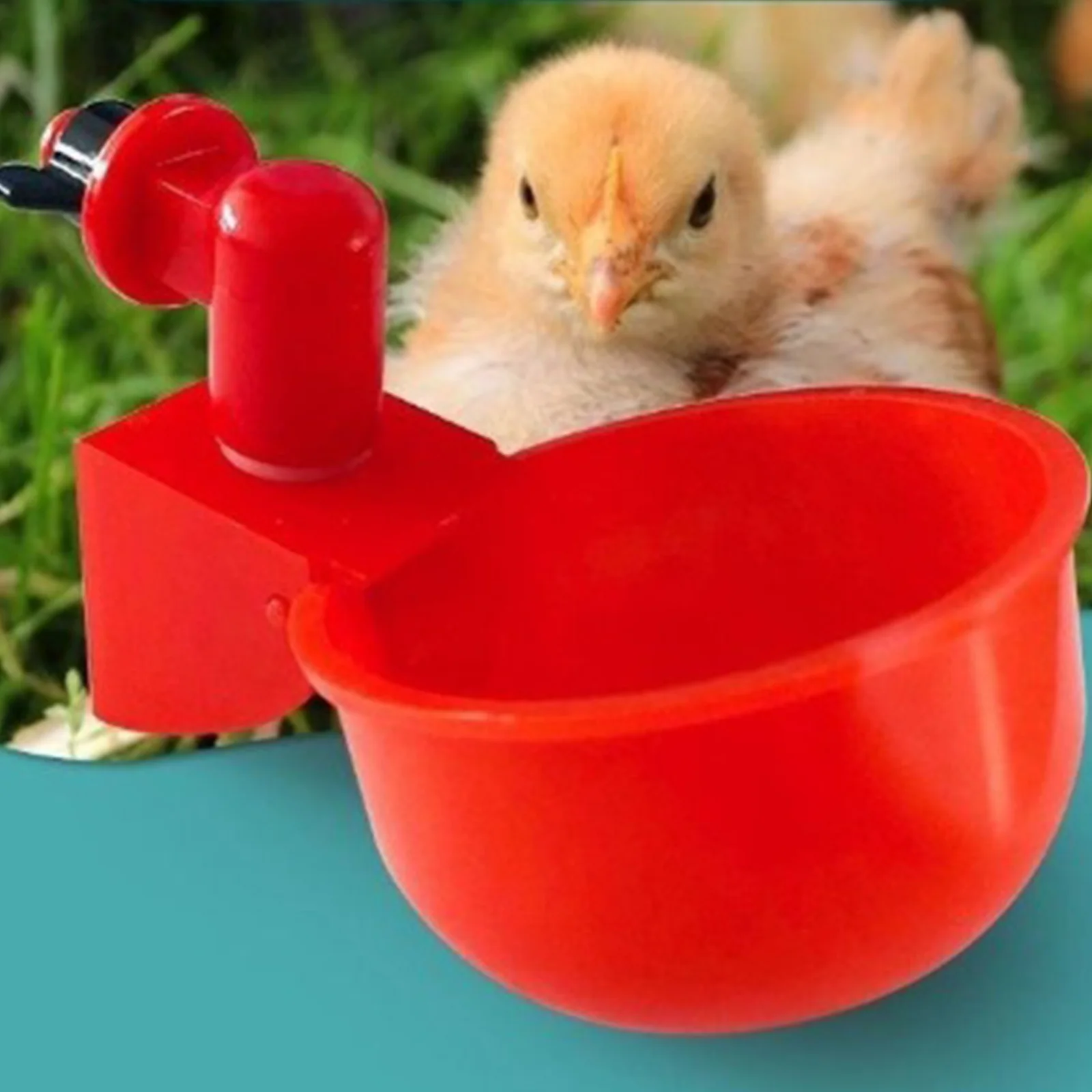 6-36Pcs Chicken Drinking Cup Automatic Water 3