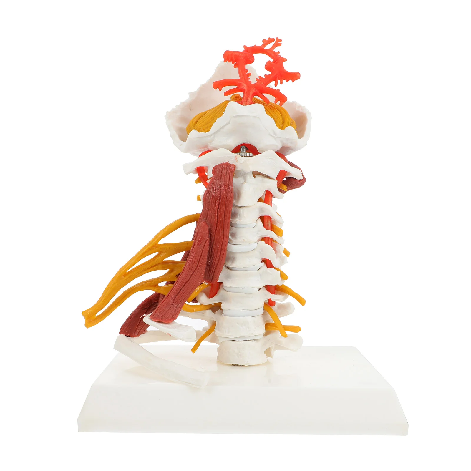 

Anatomy Cervical Spine Model Human Cervical Vertebra Nerve Muscle Medical Model