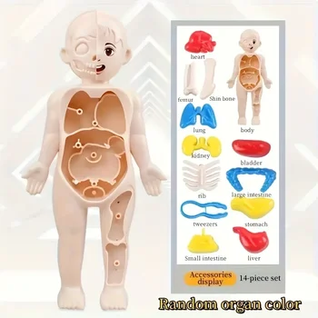 Transparent Human Anatomy Torso Model 1