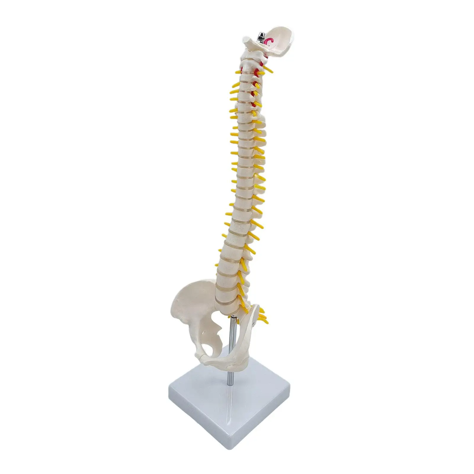 Fexible Spine Model Vertebral Column Skeleton Model 45 Size with Base for Teaching Aid Kids Display Study