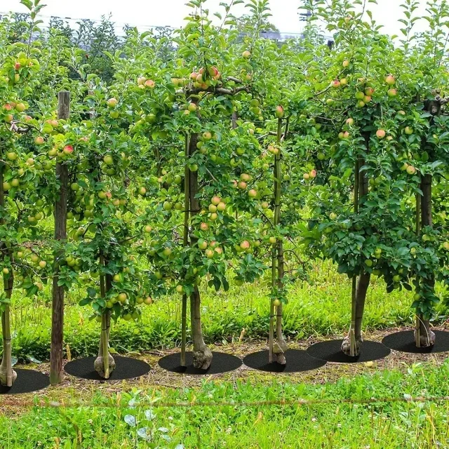 Protezione per l'albero Tappetini per erbacce Anelli per pulcini Copertura da giardino Eco-Friendly Barriera per erbacce Panno Riutilizzabile Protezione per radici di piante Cuscini in feltro 4