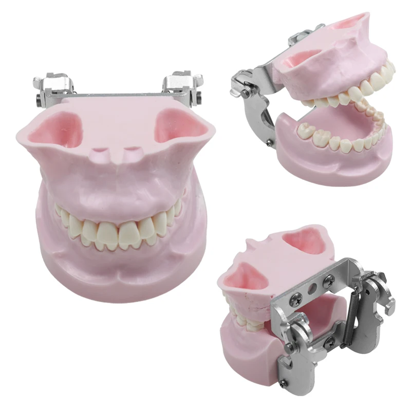 

Dental Anchorage Nail Training Practice Modeldentist Student Model for Teaching Dental Materials