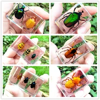 29 New Hot Selling Real Insect Resin Specimen Stag Beetle Locust Crab Scarab Bee Spider Teaching Collection Children's Cognition 1