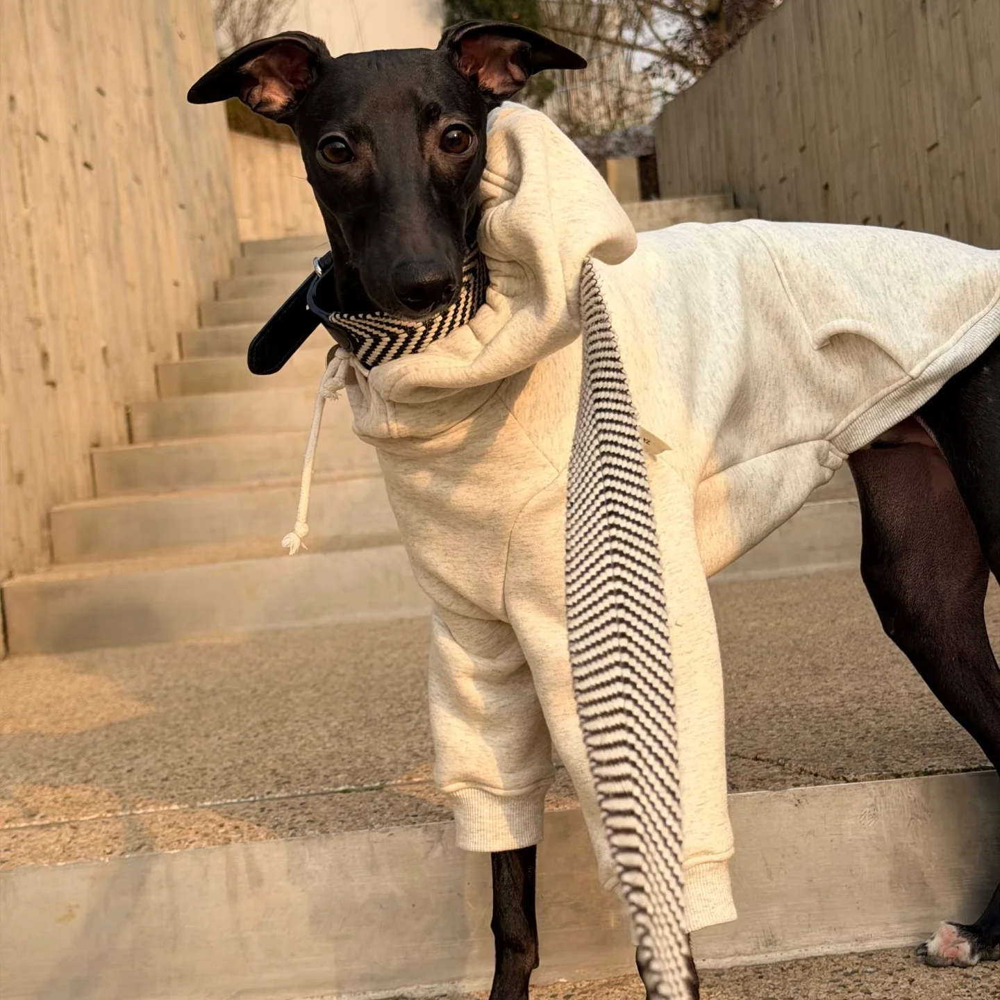 일본식 드로스트링 후드티 강아지용 겨울용 따뜻한 긴팔 그레이 코트 이탈리안 그레이하운드/위핏용 자켓