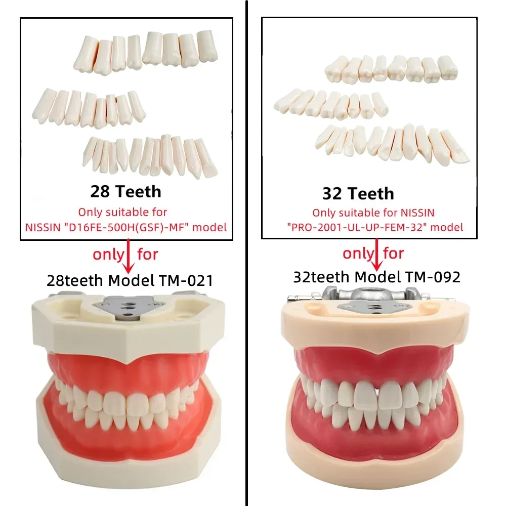 28/32 Teeth Model For Dental Technician Practice Training Jaw Typodont  Standard Dental Model Teeth Teaching Model With Soft Gum 4