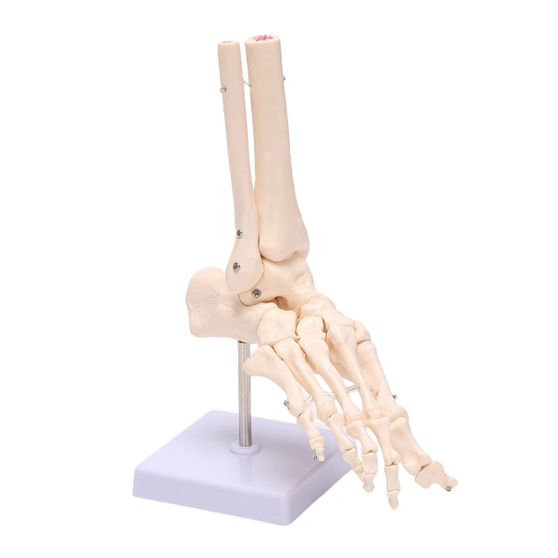 

1:1 Foot Joint Model Human Foot Skeleton Model On Base Foot Bone Life Size For Science Classroom Study Display Teaching
