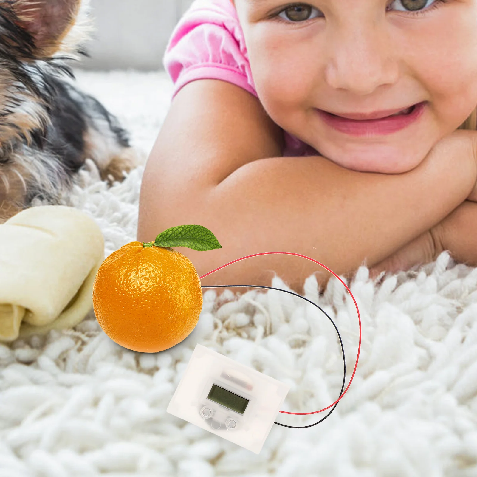 Fruit Experiment Device School Making Kit Student Toy Science Toys Potato Clock Physics Kits