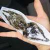A-Cyrtophora Moluccensis Real Spider Insect Specimen Crafts Materials Museum Collection DIY Crafts Home Decoration Sculpture 1