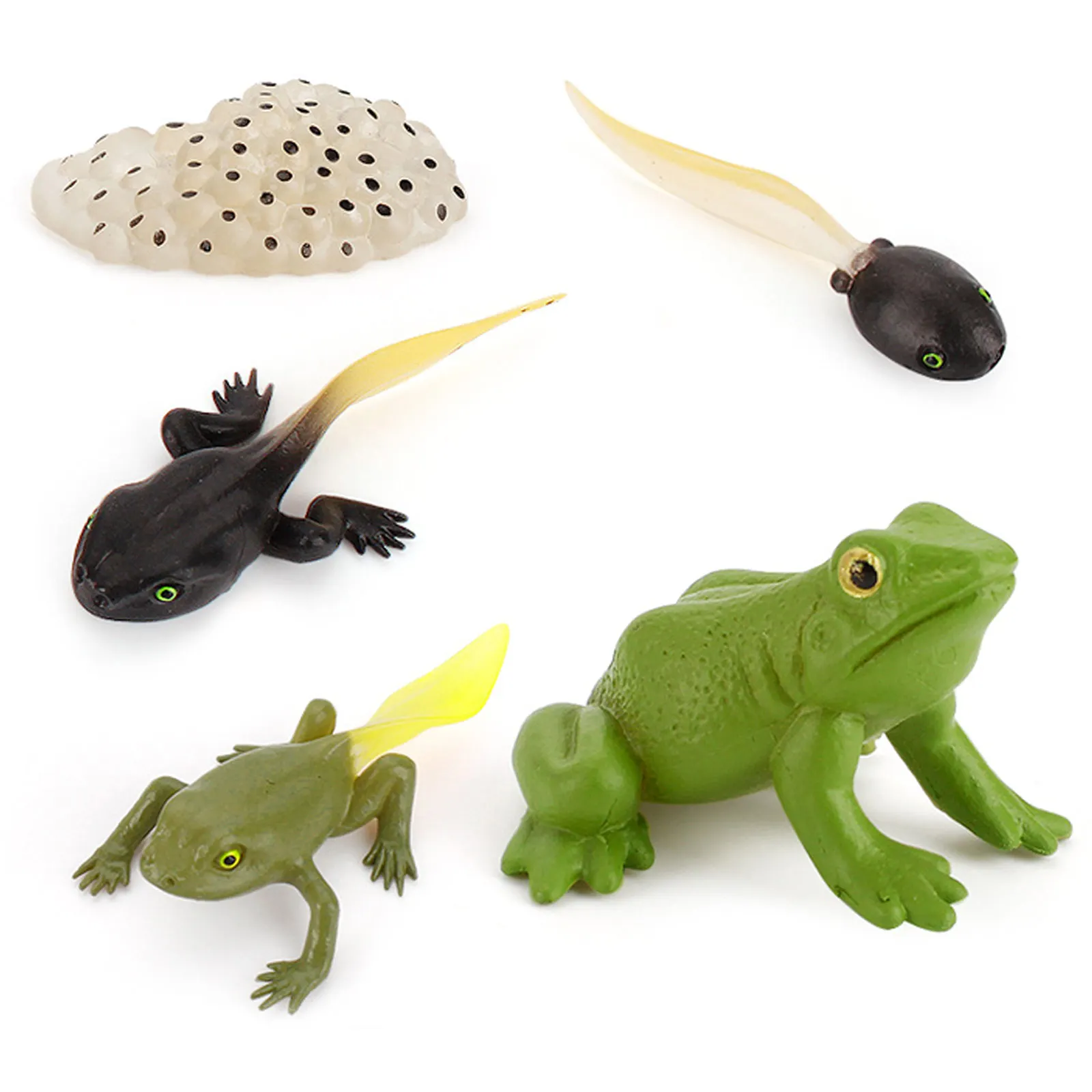 5PCS Simulation Frog Life Cycle Figures Growth Stage Model Toys for
