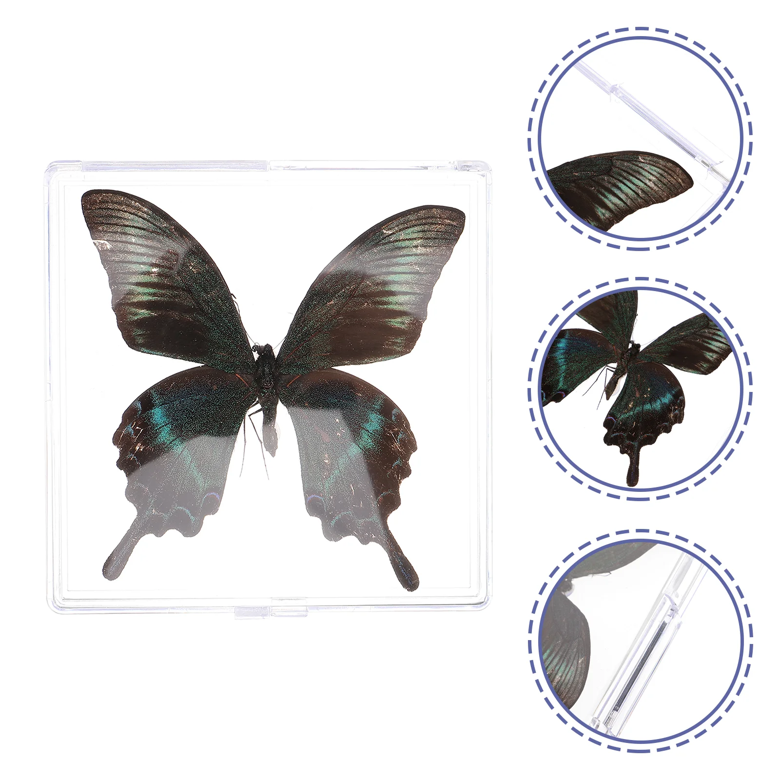 

Butterfly Specimen Ornament Insect Specimen Artwork Display Decor Butterfly Specimen Prop