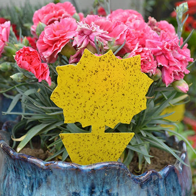 12/48Db Ragadós Csapdák Gyümölcsllyal Gnat Csapda Rovar Beltéri Kültéri Virág Edény Kártevőirtó Kert Erős Ragasztó Növény - Image 4