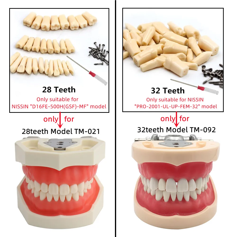 Dental Model Teeth Teaching Model With Gum Removable Tooth For