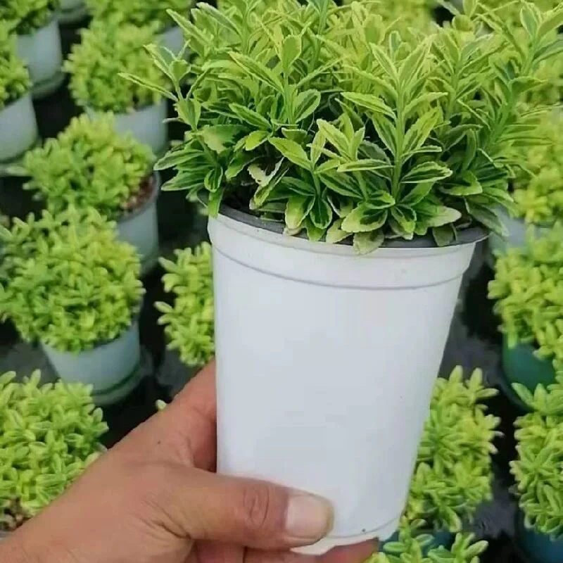 50/100pcs Flowerpot Plastic Grow Box Fall Resistant Tray Home Garden Plants Nursery Cup Transplant flower pot,hydroponic flower pot,plant pot