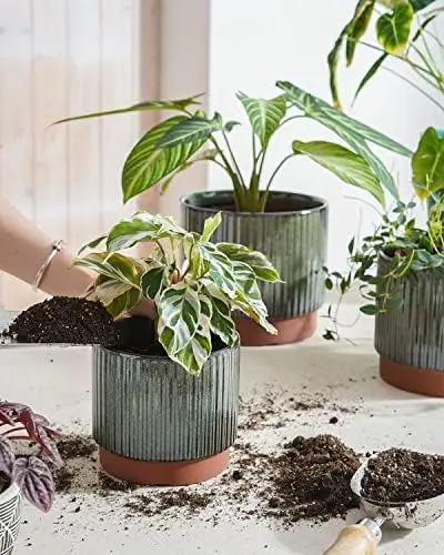 LE TAUCI Large Plant Pots Set, 10/8/6 Inch Ceramic Planters for