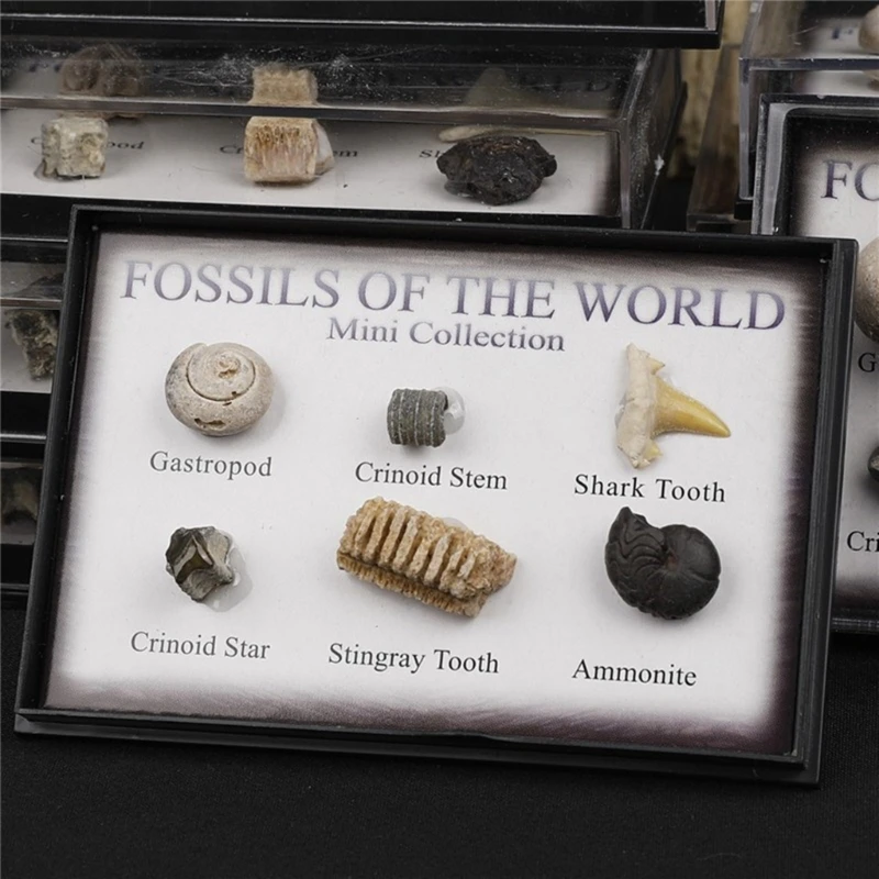 6Pcs Fossils Collection Set Genuine Specimens Fascinating Marine Creature Fossils Delicate Specimen Set for DropShipping