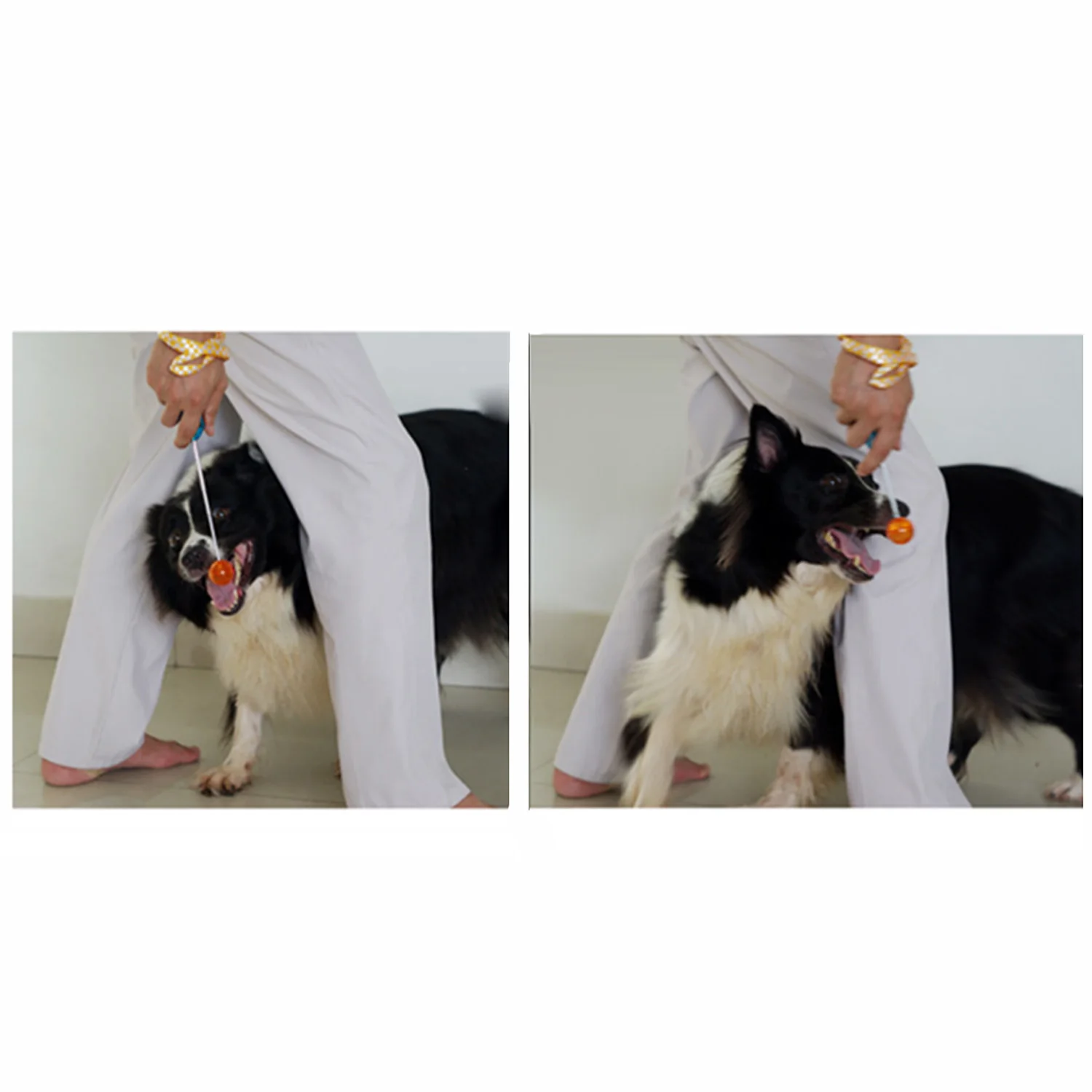 Behogar Novelty Stretchable Design Pet Dog Cat Training Clicker for Bird