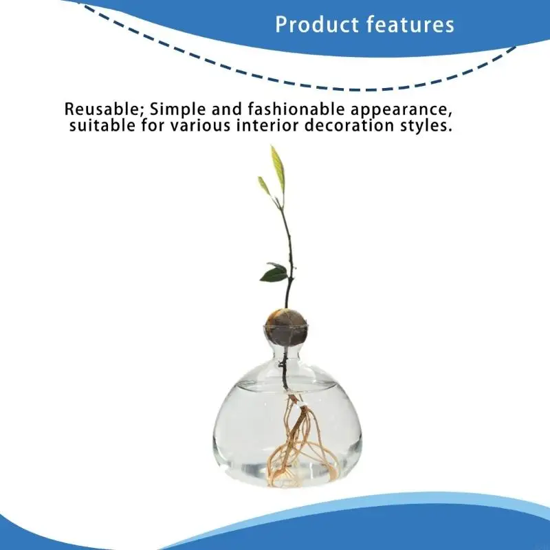 Avocado Seed Starter Vase Transparent Glass Propagation Hydroponic Flower Vase Container Gift Home Office Desktop Decors 4