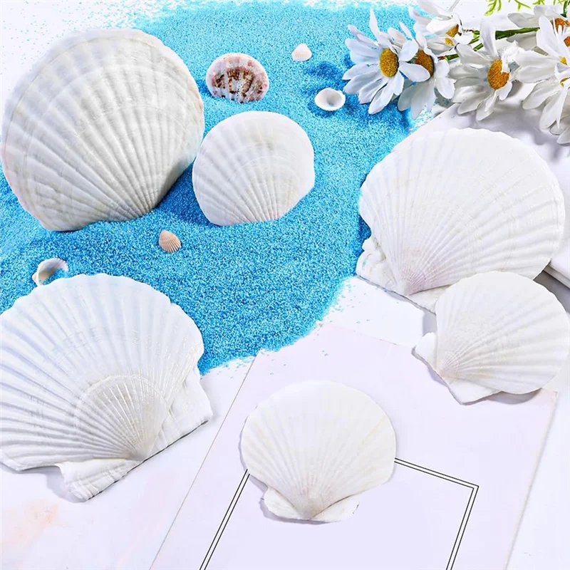 SOFT-18PCS Natural Scallop Shells Beach Natural Scallop Shells For Crafts DIY Painting Baking For Baking Shells, Crafts DIY Pain