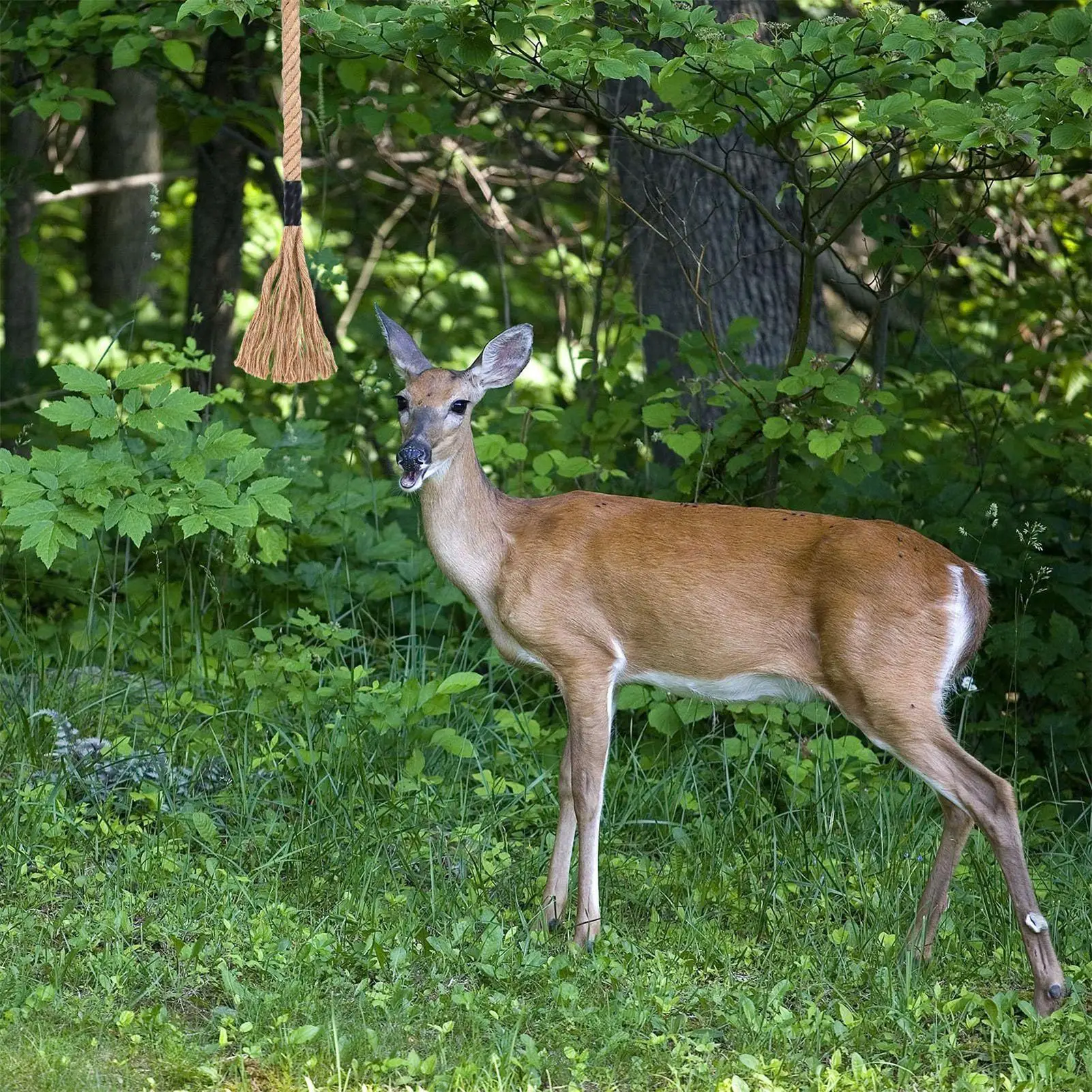 Appât longue durée pour chevreuil - Attractif efficace cerf de Virginie pour sentiers et camping