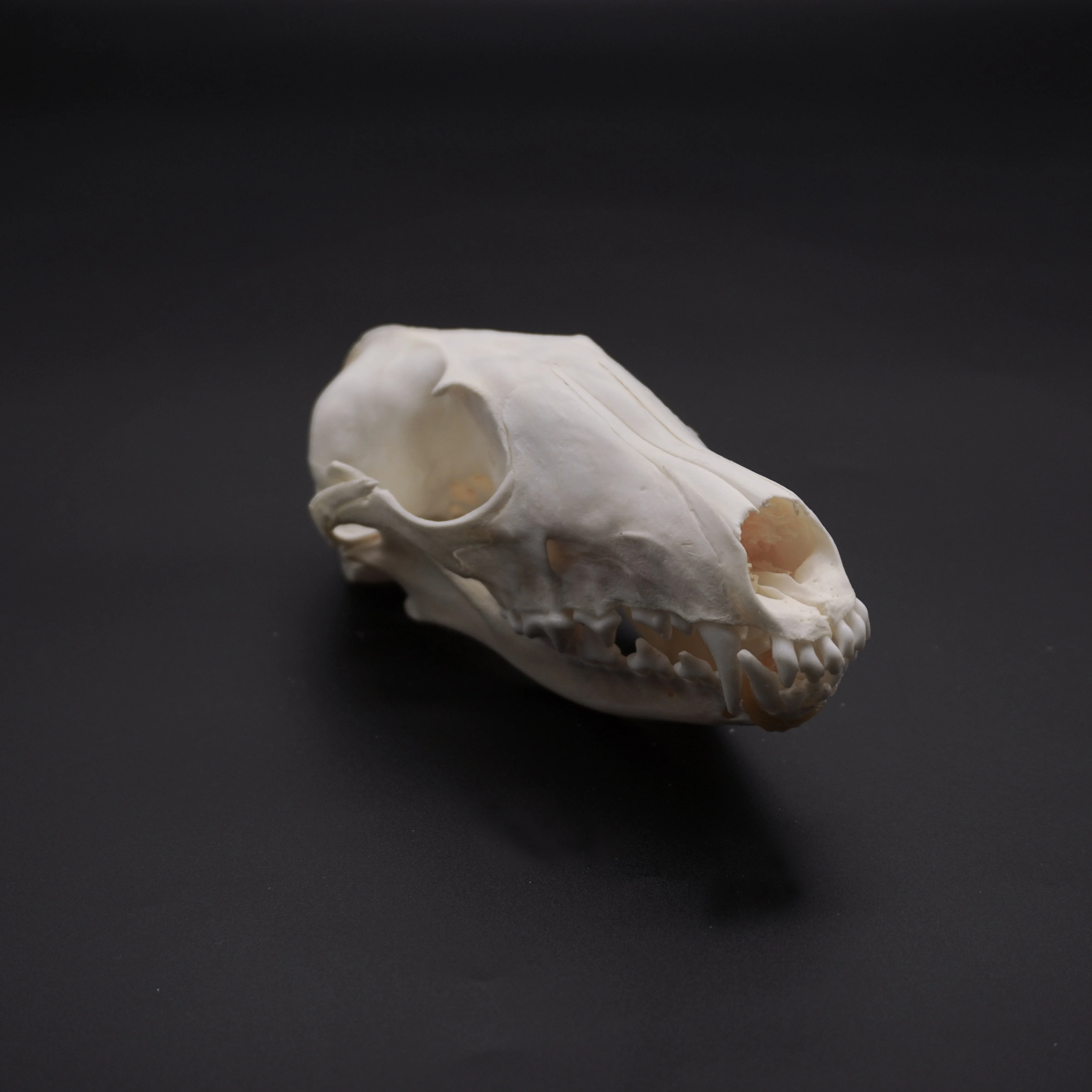 Real Genuine Animal Skull Skeleton Fox Taxidermy Supply Supplies Bone Art Tool From New2017, $12.67
