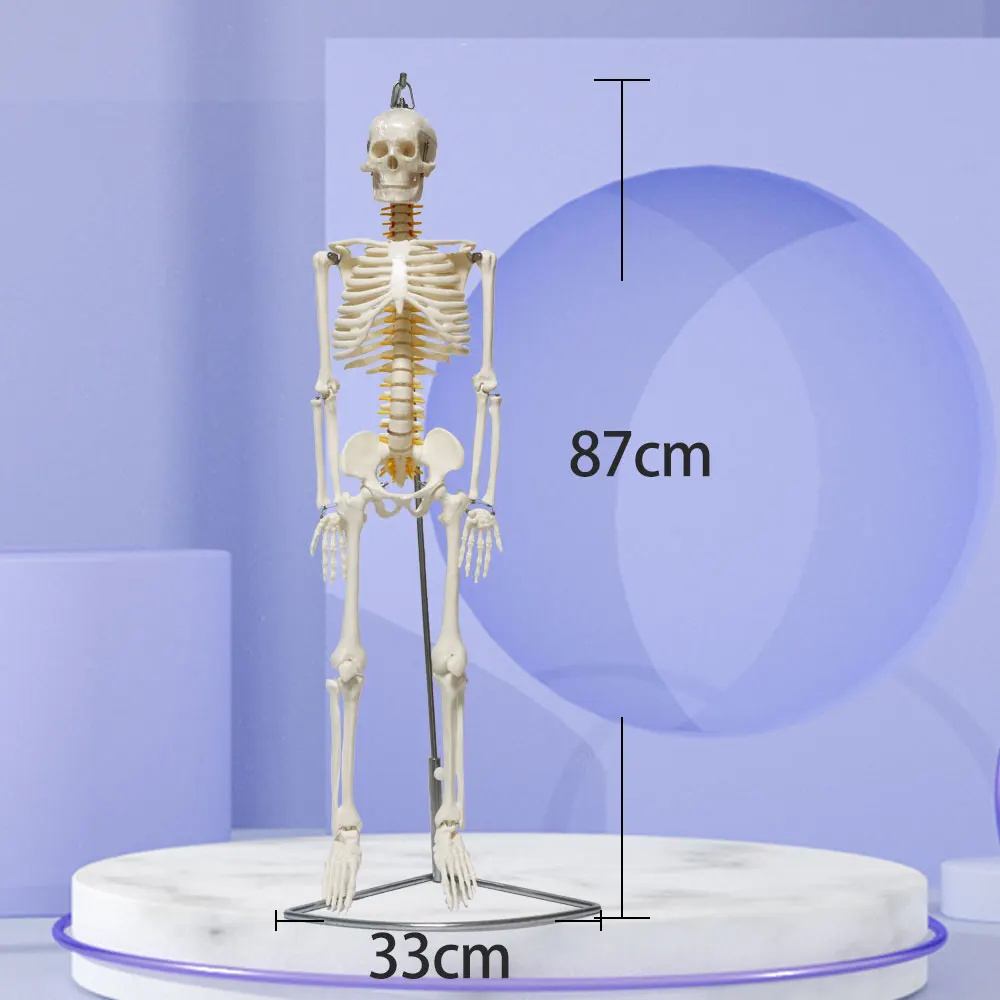 Medical Science FRT006 Half Life Size 85cm Skeleton Hanging Type With Spinal Nerves & Carotid Artery Scientific