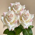 3PCS - Milky pink
