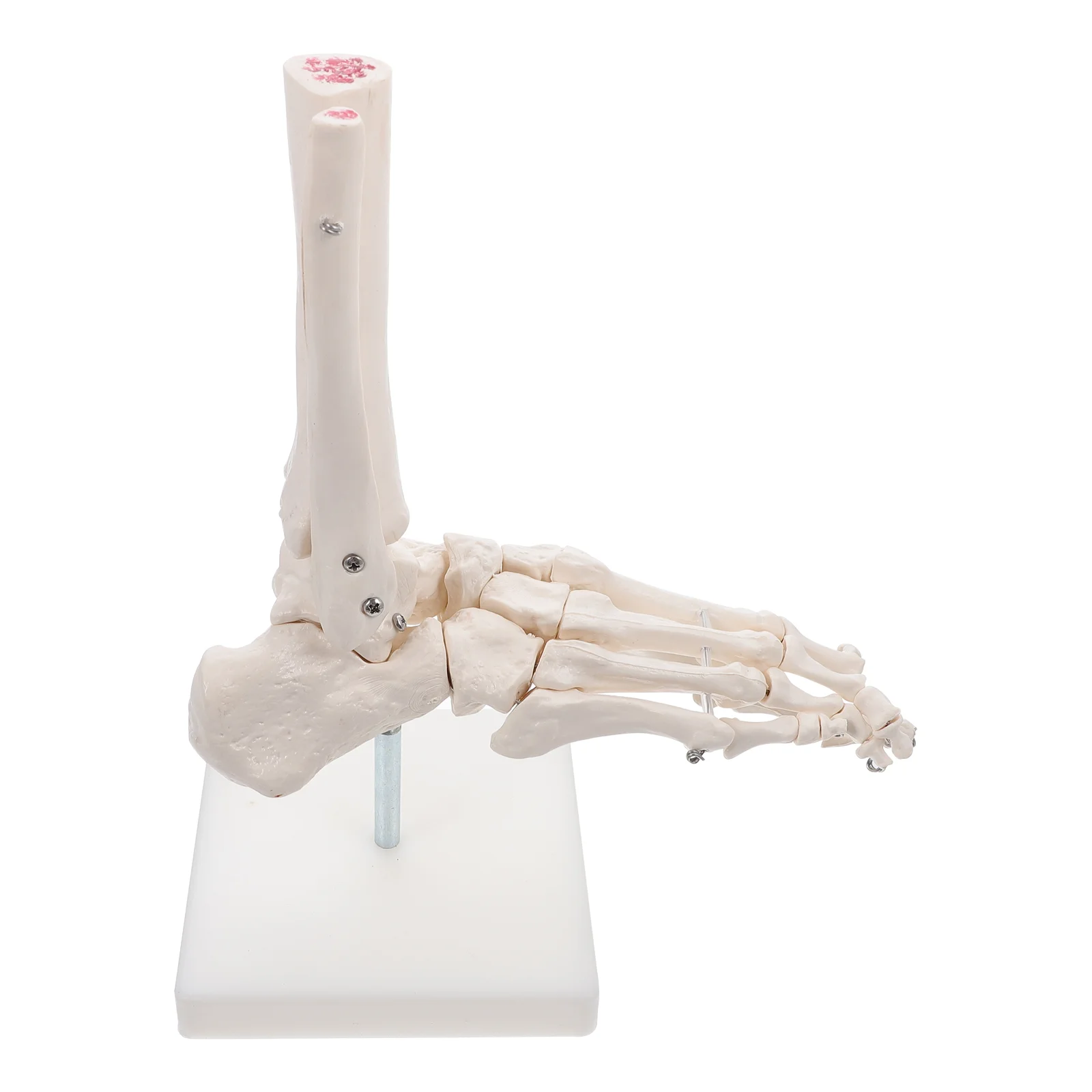 

Lifelike Foot Joint Anatomical Model Ankle Joint Model without Ligament