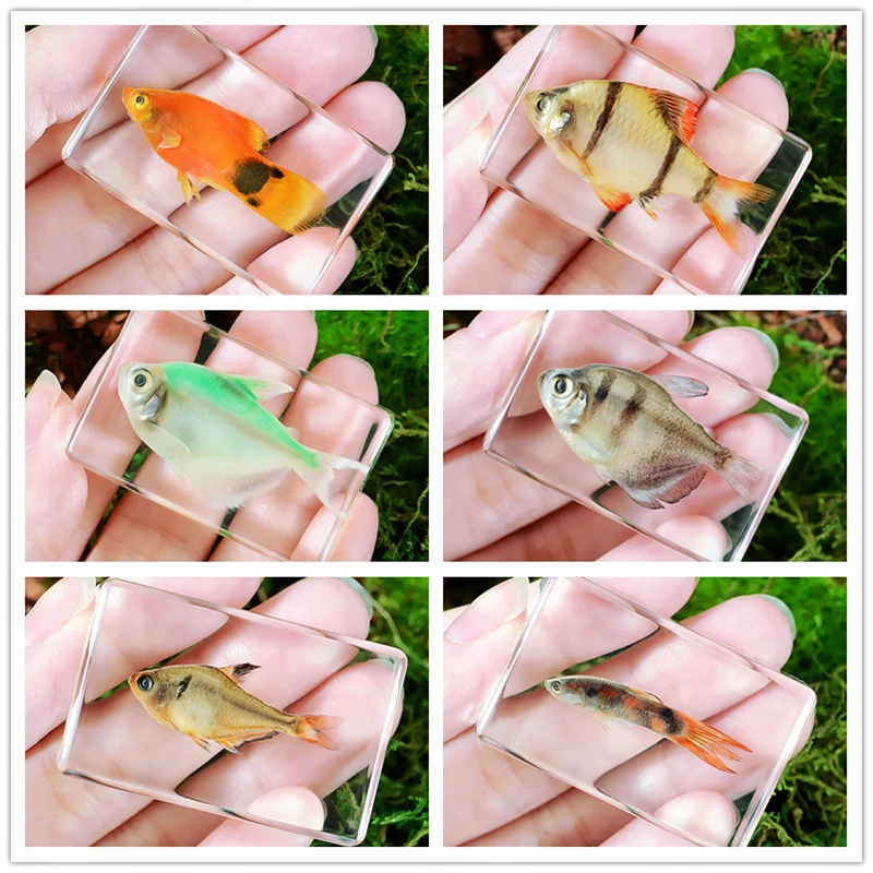 Kindergarten teaching Marine animals Real fish Resin specimen Fish tortoise Crab Amber ornaments home accessories  decor 3