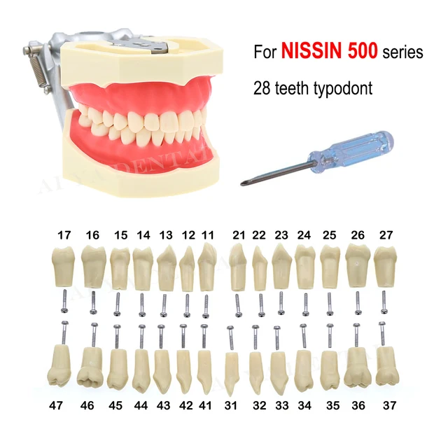 Dental Replacement Screw-in Teeth Typodont Model Fit Kilgore NISSIN 200 - Foto 7