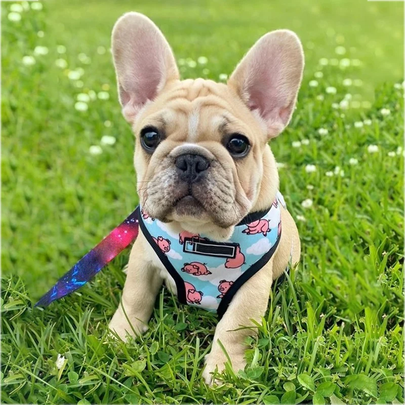 best harness for french bulldogs