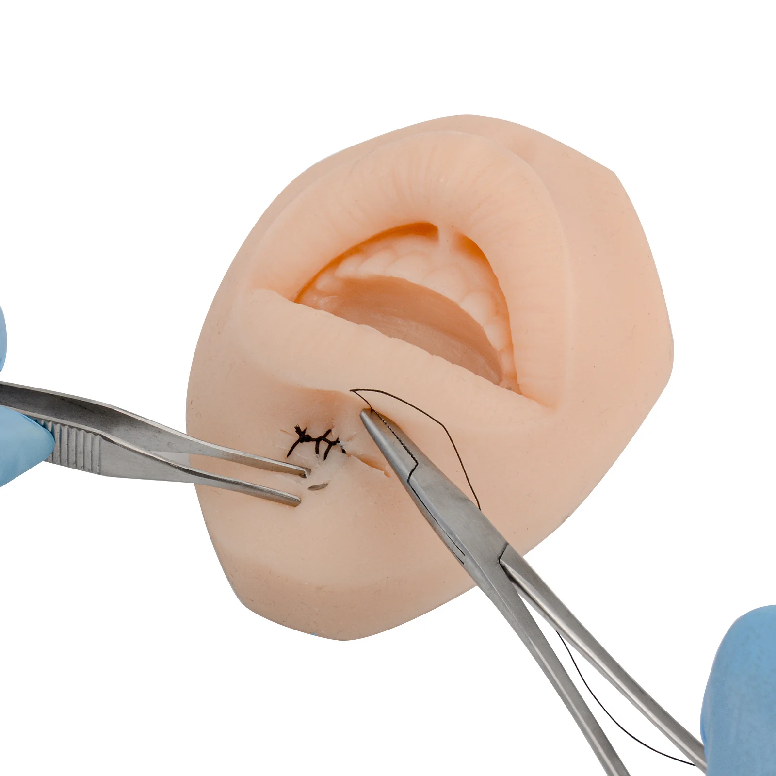 Simulate mouth model perforation, puncture, suture practice, mouth model, lip nail, nail display model