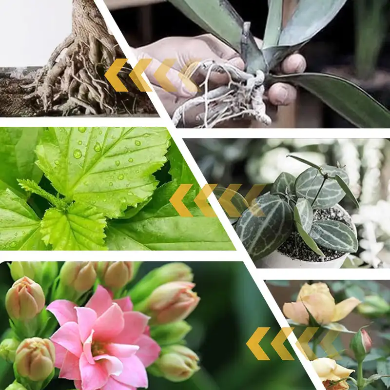 10g/200g Water Soluble Bloom Fertilizer For Flowers Plant Nutrient Powder Rapid Rooting Powder Water Soluble Strong Rooting Grow organic fertilizer,plant fertilizing concentrate,plant root stimulator
