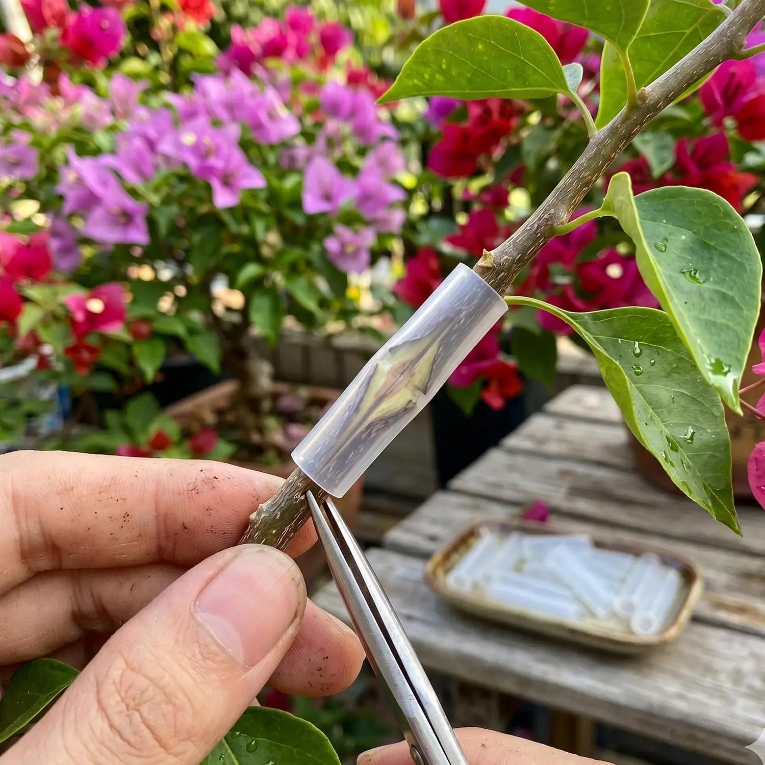 얇은벽 접목 튜브 도매 3-7.5mm 식물 과일 나무 가지 치유 보호대 정원용 특수 접목 케이싱 슬리브