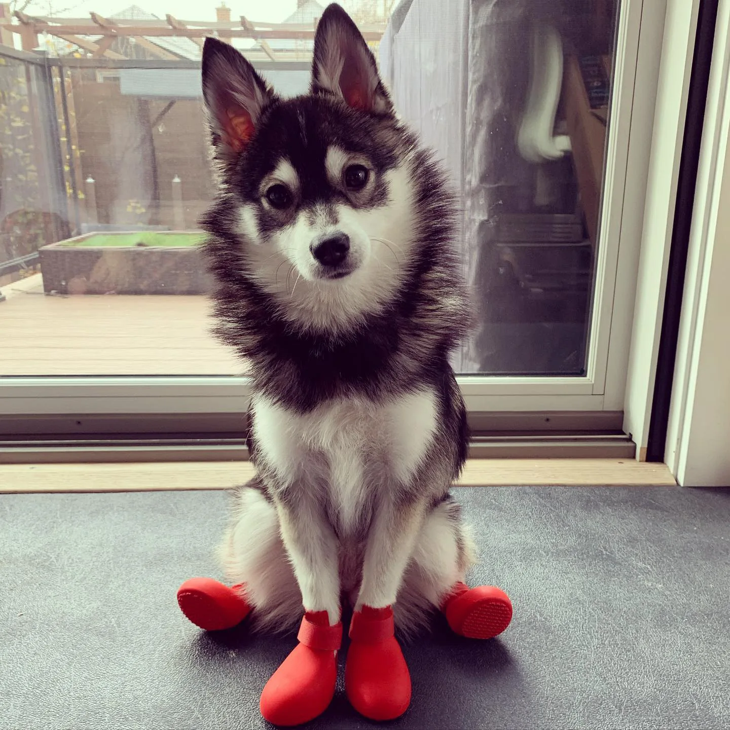 The Best Dog Boots | Reviews by Wirecutter