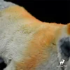 Proboscis Monkey High Fidelity Anime Cute Plushie Nose Ape Plush Toys Lifelike Animals Simulation Stuffed Doll Kawai Toy Gifts 6