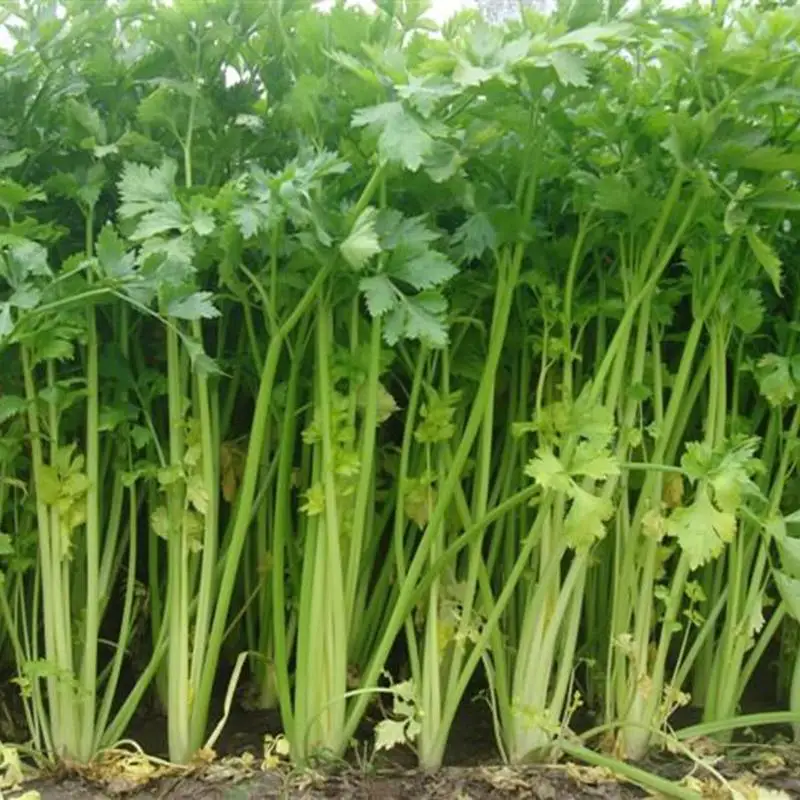 200Pcs Celery