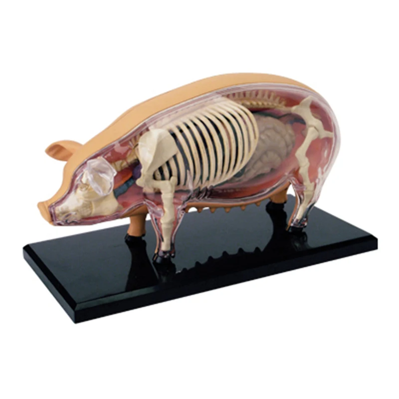 pig-4d-master-puzzle-assembling-toy-animal-biology-organ-anatomical-model-medical-teaching-model