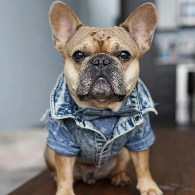 Denim Dog Jacket Cowboy Pet Cat Dog Clothes Fashion Puppy Coat Clothing for French Bulldog Smalld Dogs Outfits Jeans Dog Vest 2