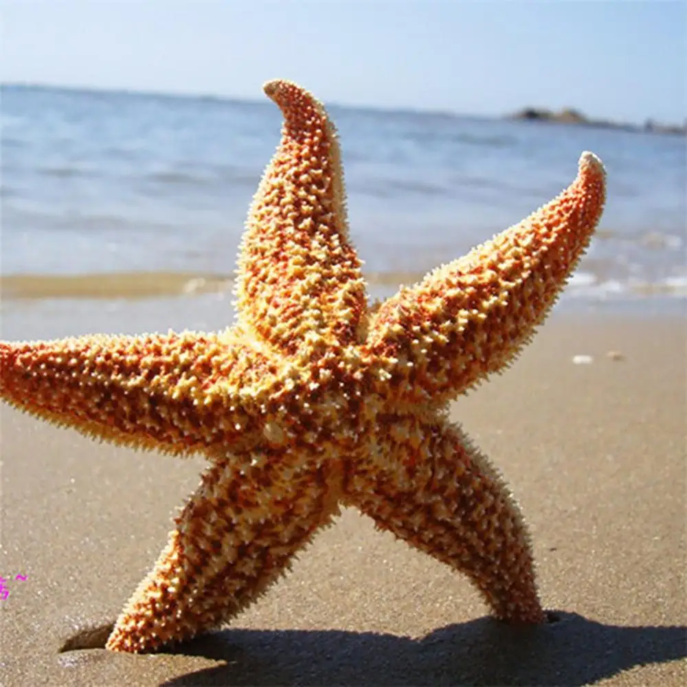 Resin Starfish Ornaments 10-16cm 2Pcs Flat Dried Starfish DIY Crafts Mini Sea Shells Ornaments Beach Craft For Wedding Party Home Photo Props Decoration