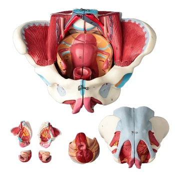 Disassembled Female Pelvis Model 1