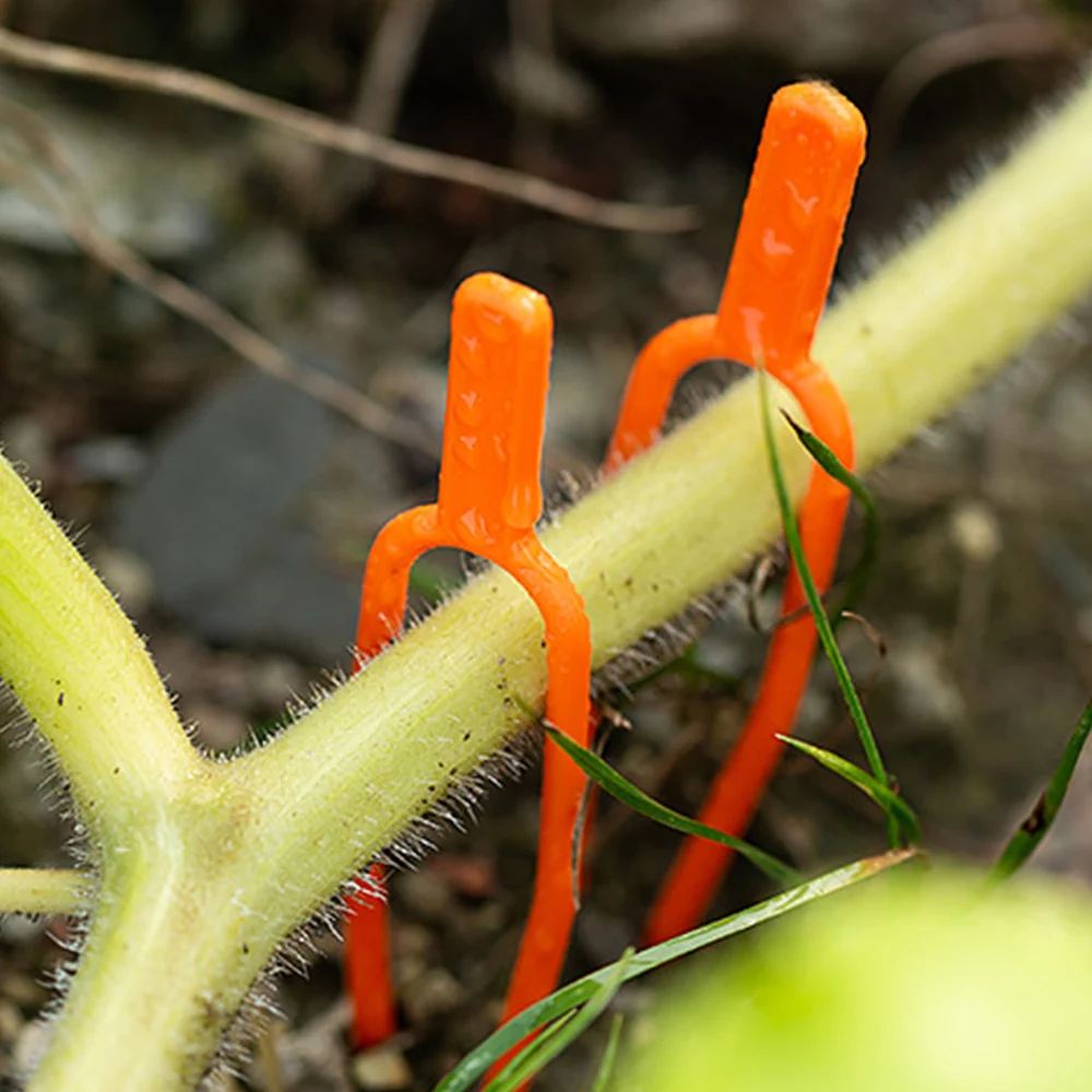 Description Picture 4 of item30PCS Plant Stem Creeping Holder 55/65MM Garden Watermelon Planting Fork Strawberry Fixing Clamp Clip Reusable Vine Holder
